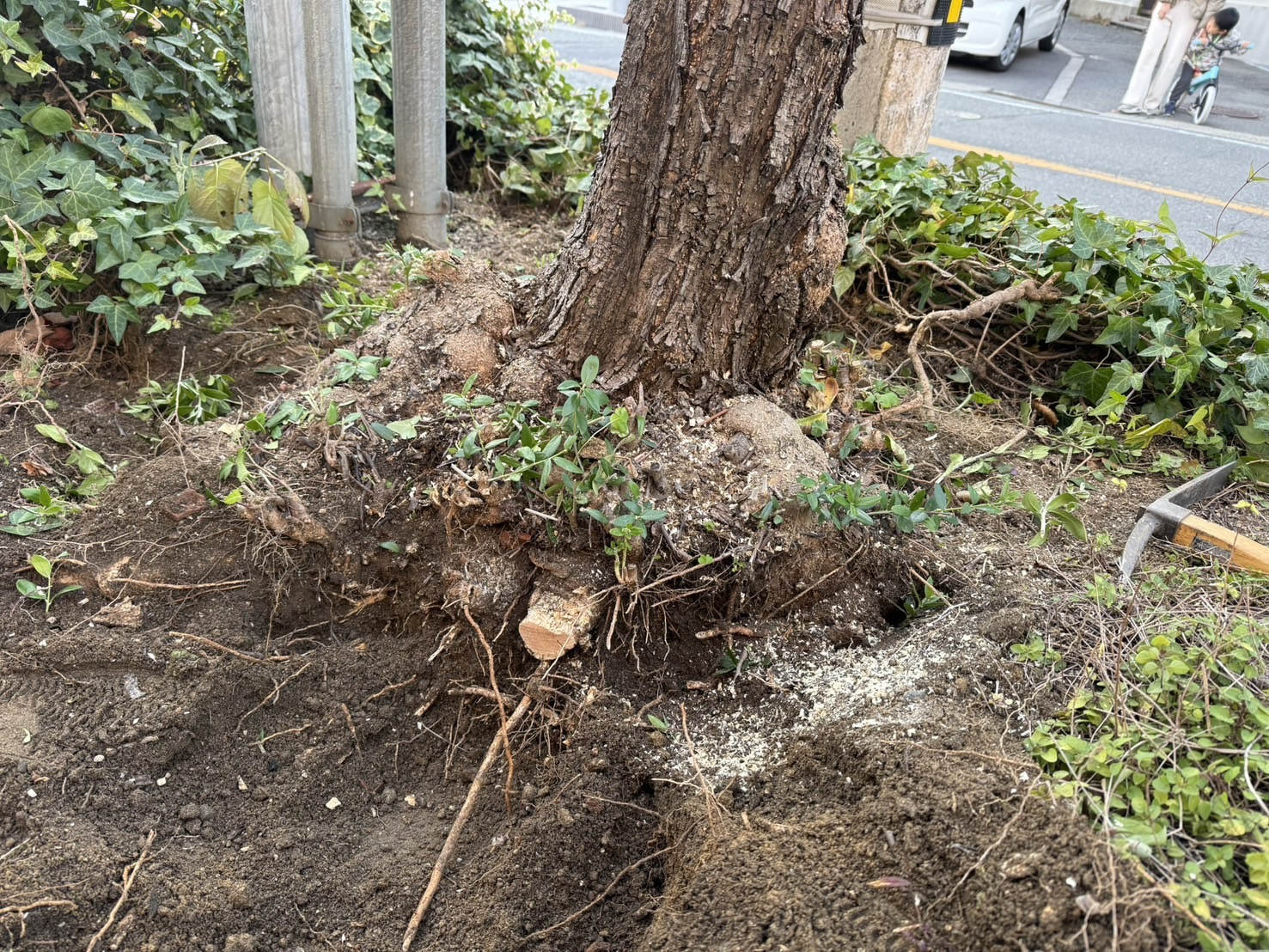 道路際の大木を抜根まで撤去 Before